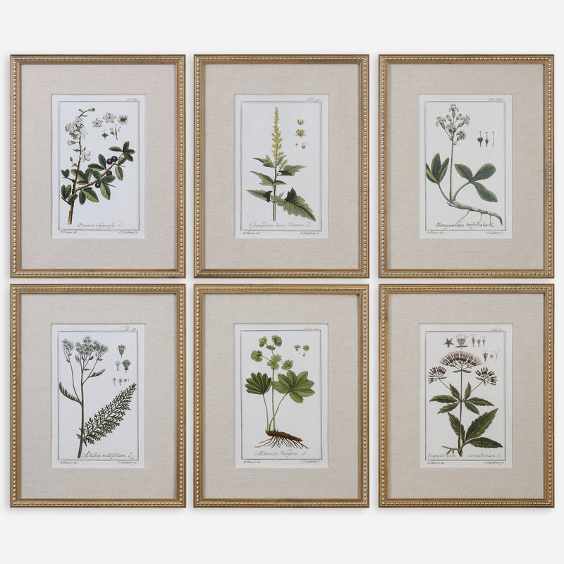 Green Floral Botanical Study Framed Prints, S/6