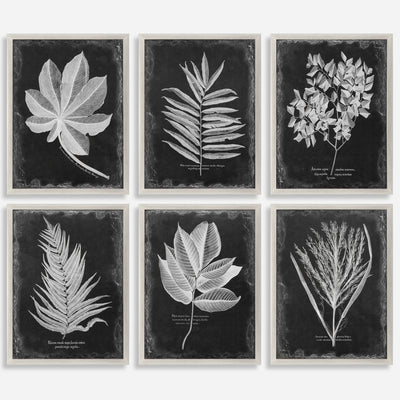 Foliage Framed Prints, S/6