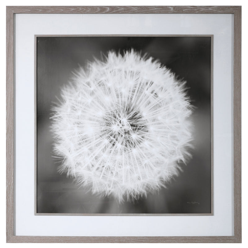 Dandelion Seedhead Framed Print