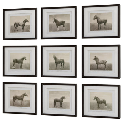 Equine Dynasty Framed Prints, S/9