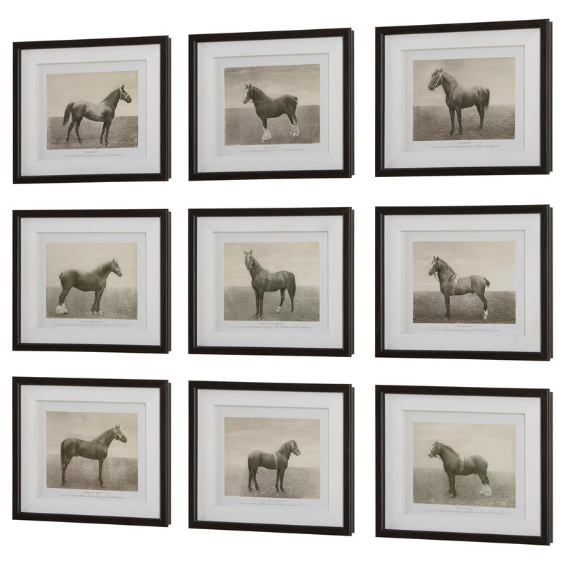 Equine Dynasty Framed Prints, S/9