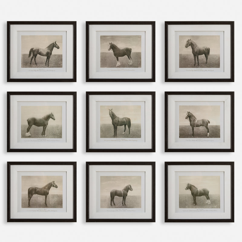 Equine Dynasty Framed Prints, S/9