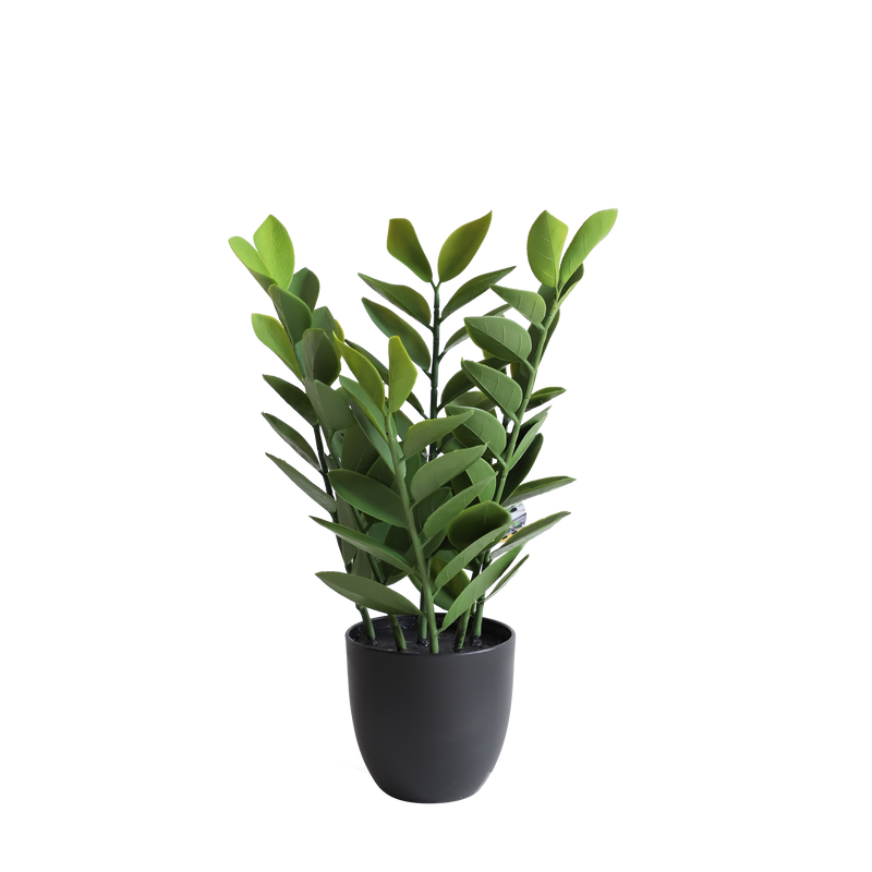 Zamioculcas