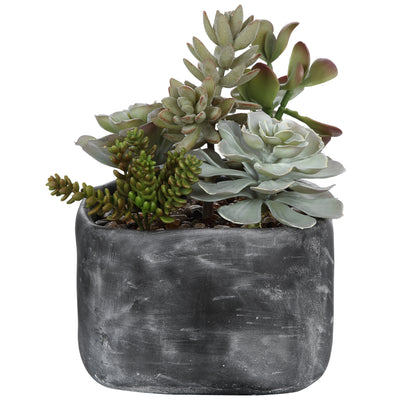 Alverio Succulents