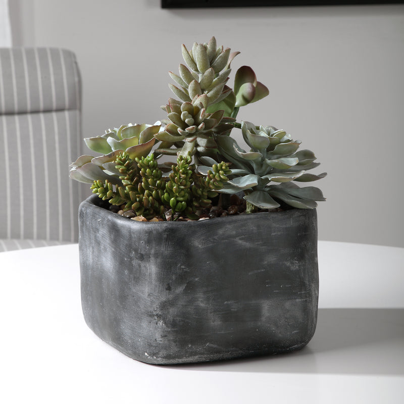 Alverio Succulents