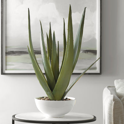 Evarado Aloe Planter