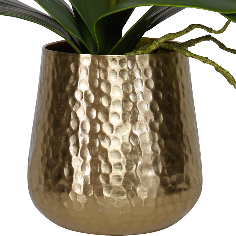 Cami Orchid, Brass