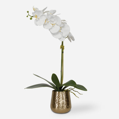 Cami Orchid, Brass