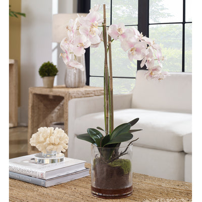 Blush Orchid