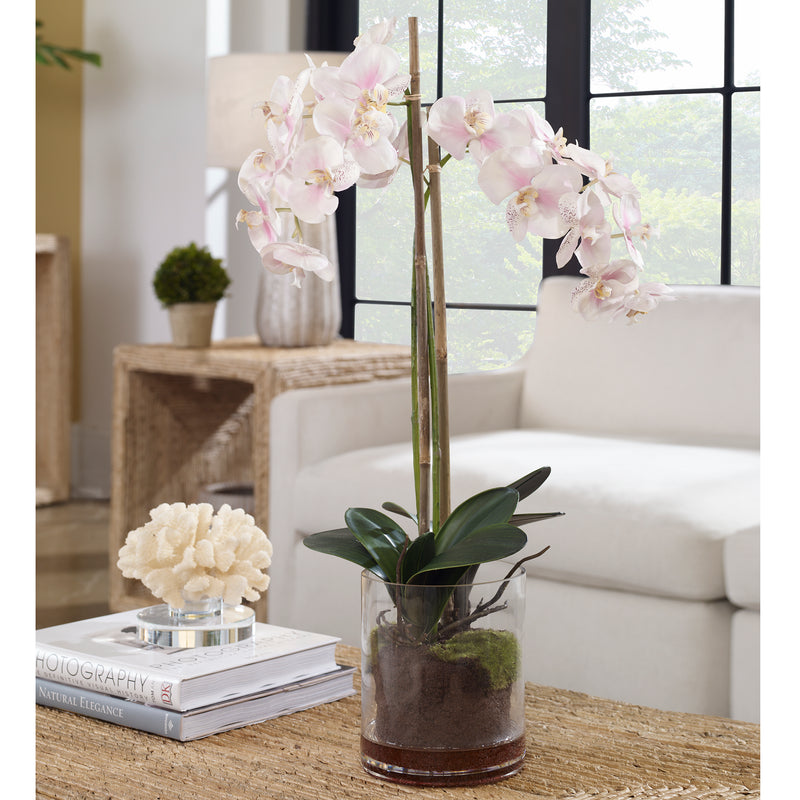 Blush Orchid