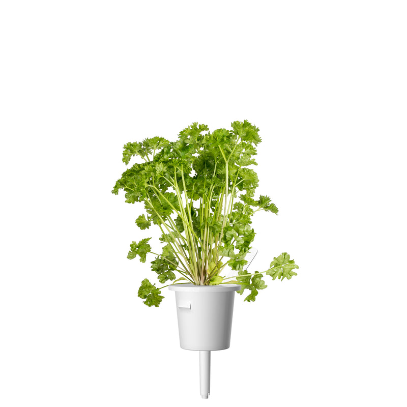 Click & Grow Seeds Parsley