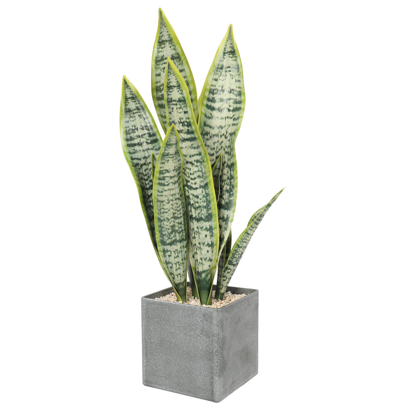 Premium Agave 48CM