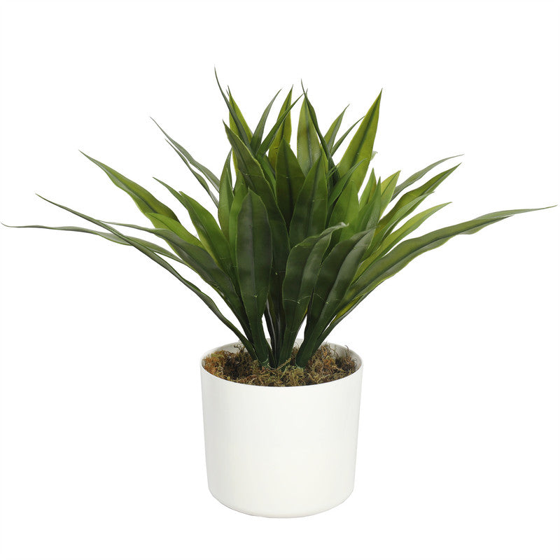 Agave Bush 40CM