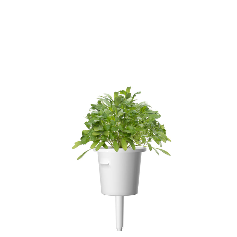 Click & Grow Seeds Cress