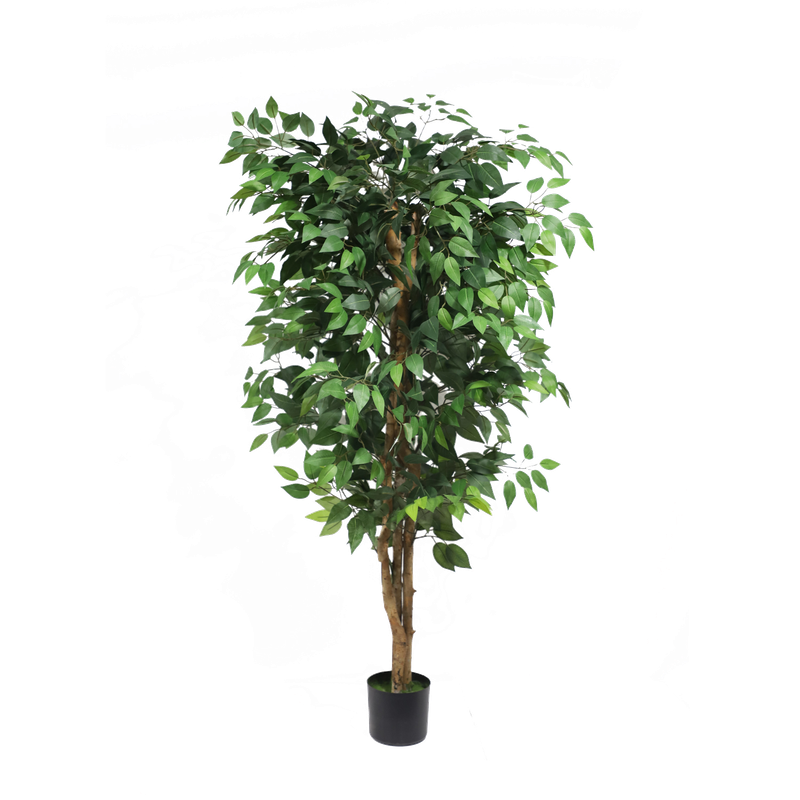 Ficus tree - 150cm