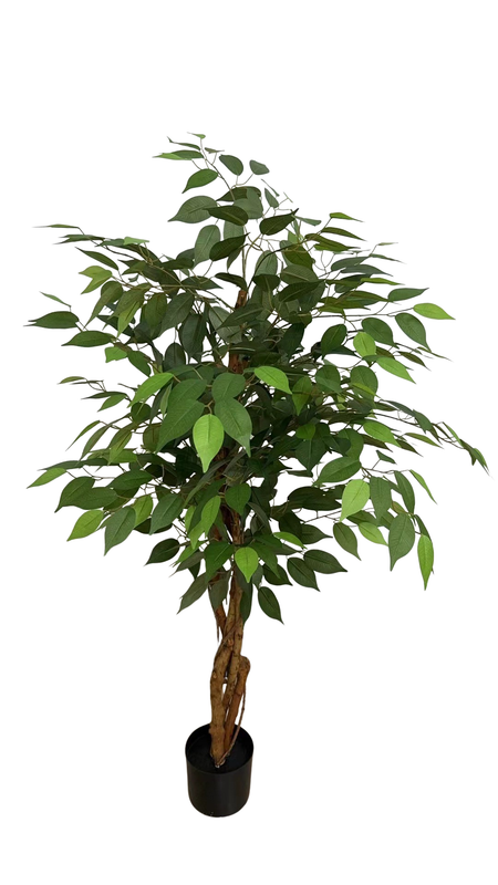 Ficus tree 3 trunks -H120cm