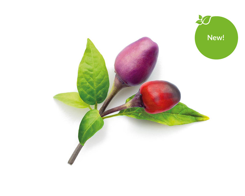 Click & Grow Seeds Purple Chili Pepper