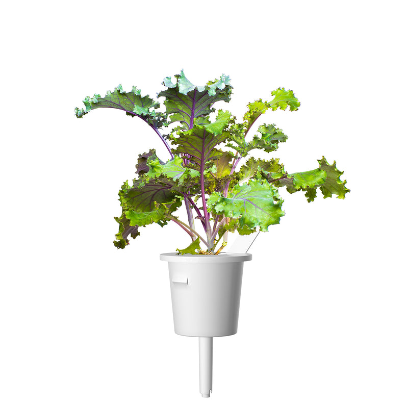 Click & Grow Seeds Red Kale