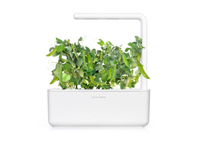 Click & Grow Dwarf Pea / 3-pack