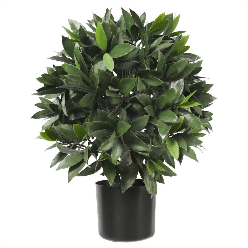 Bay Laurel Tree 67CM