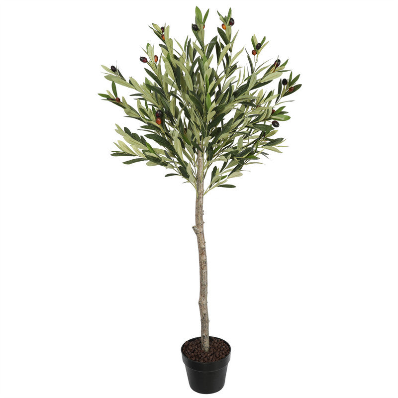 Premium Olive Tree 120CM