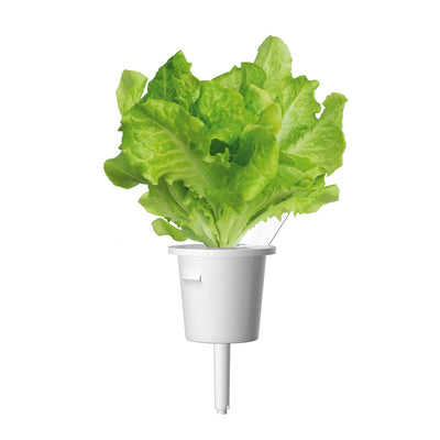 Click & Grow Seeds Green Lettuce